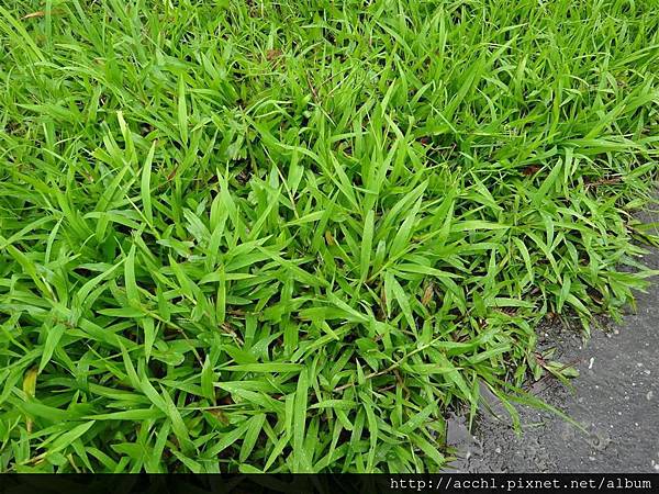 兩耳草的生態棲地 (Large)