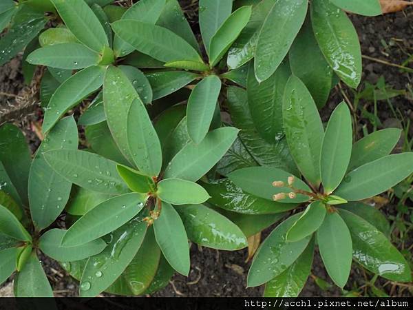 麒麟花 亞泥生態園區 亞洲水泥花蓮廠蝴蝶園 原生植物園 痞客邦 麒麟花 亞泥生態園區 亞洲水泥花蓮廠蝴蝶園 原生植物園 痞客邦