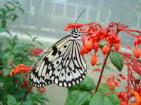 080731butterfly03.jpg