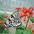 080731butterfly03.jpg