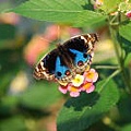 080731butterfly04.jpg