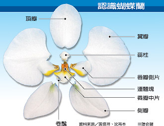 轉貼 跨種雜交蝴蝶蘭美貌升級祕技 亞泥生態園區 亞洲水泥花蓮廠蝴蝶園 原生植物園 痞客邦