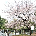 DAY2 上野櫻花
