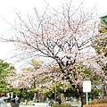 DAY2 上野櫻花