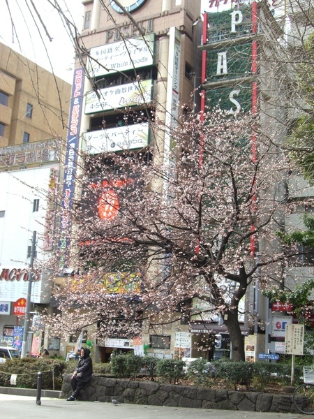 DAY2 上野櫻花