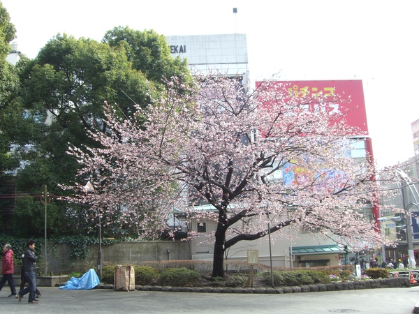 DAY2 上野櫻花