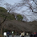 DAY2 上野櫻花