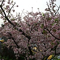 一樹櫻花