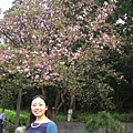 櫻花樹下