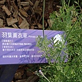 DSC01482.JPG