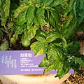 DSC01483.JPG