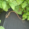 DSC01485.JPG