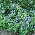 DSC01439.JPG