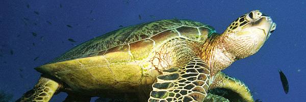 Turtle-Sanctuary-Four-Seasons-Landaa-Giraavaru