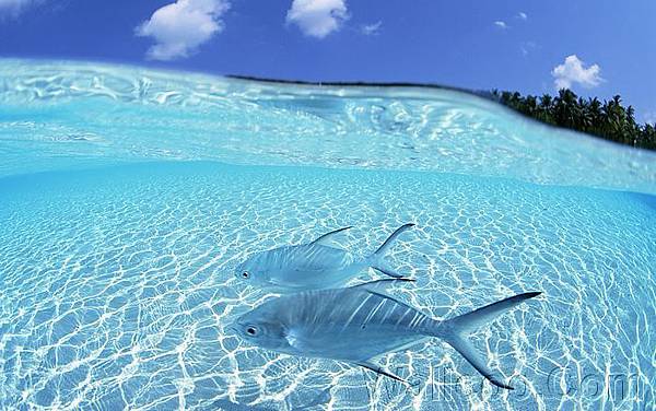 Maldives_beach_fish_JY032_350A