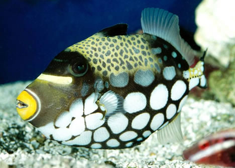 clown-triggerfish