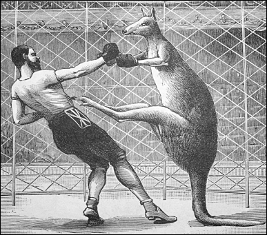 kangaroo-boxing.png kangaroo-boxing.png