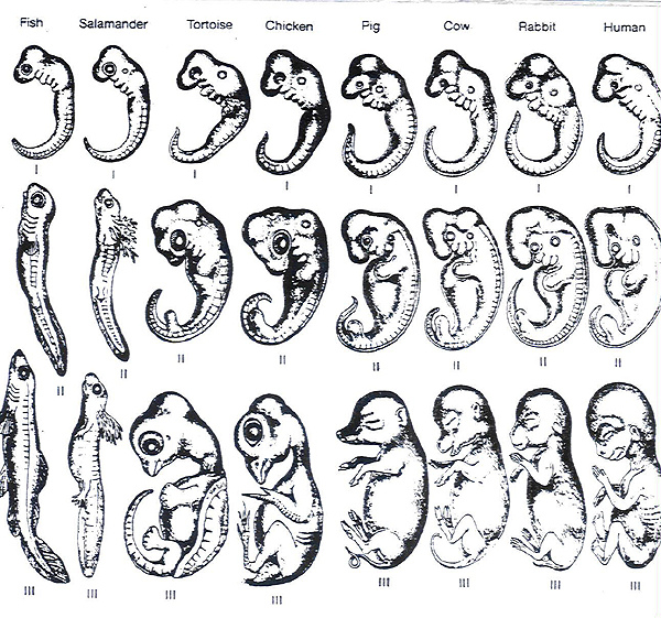 comparative_embryo.jpg