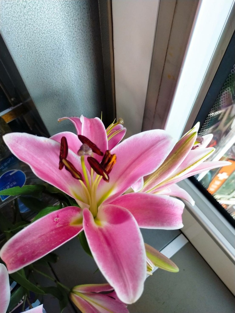 [分享]公車上的粉紅百合花