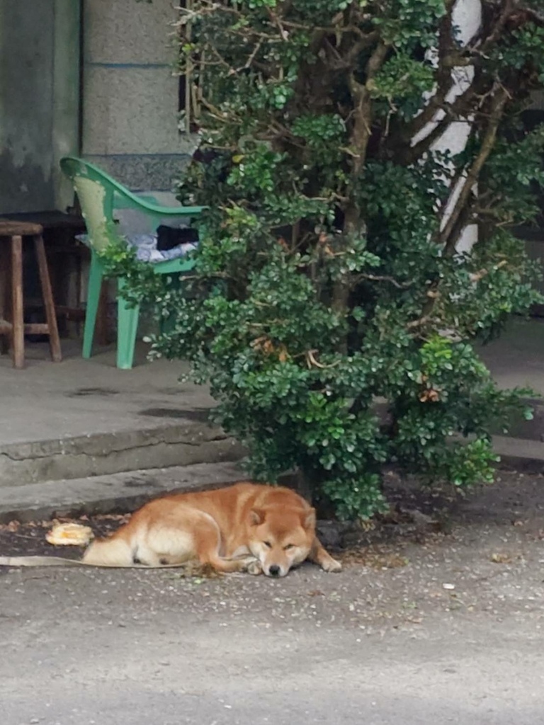 [分享]柴犬