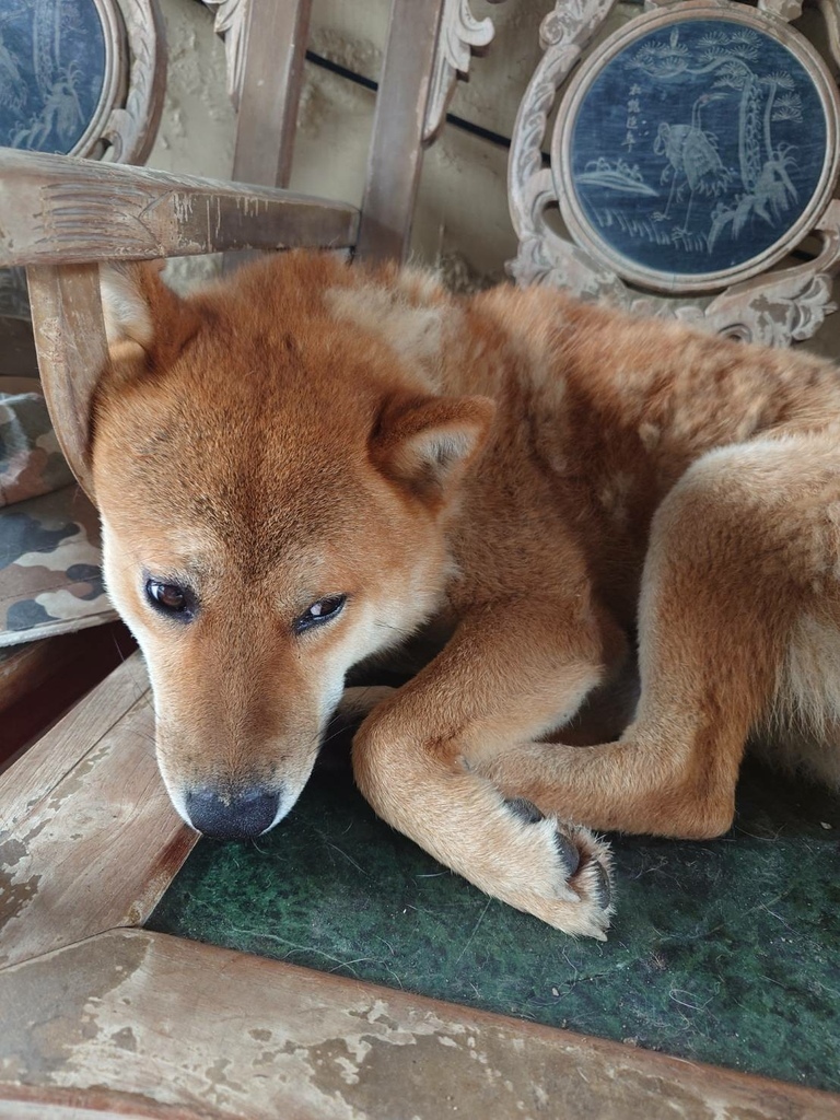 [分享]徐家蛋捲的美味~挑嘴的柴犬都愛吃!