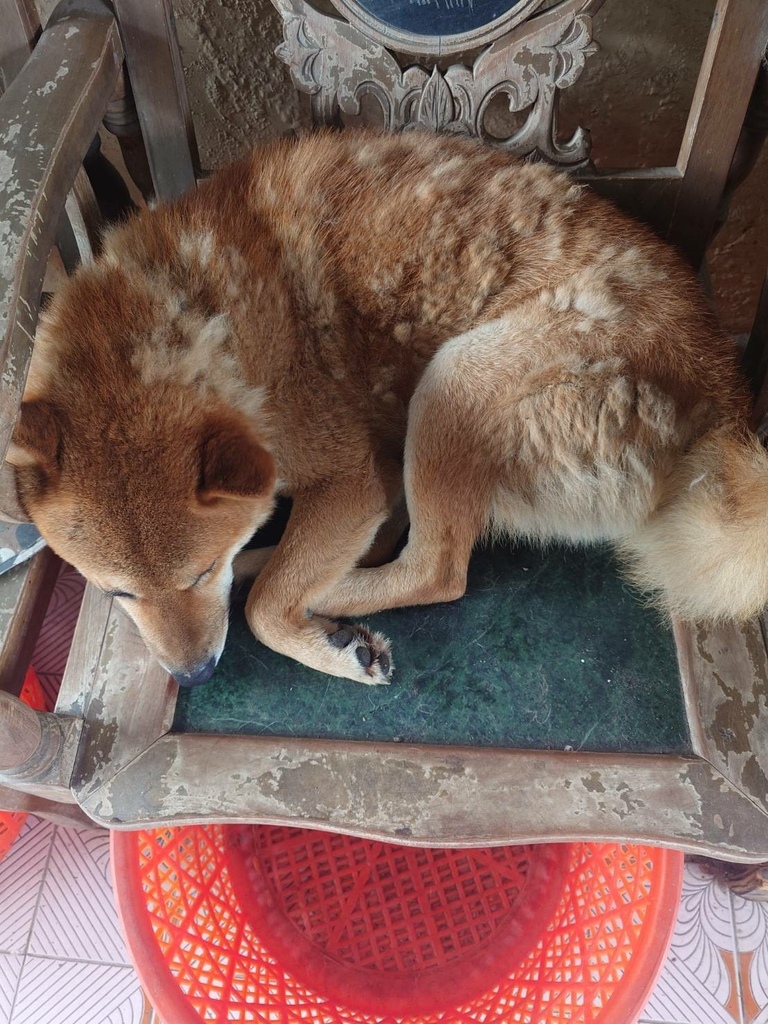 [分享]徐家蛋捲的美味~挑嘴的柴犬都愛吃!