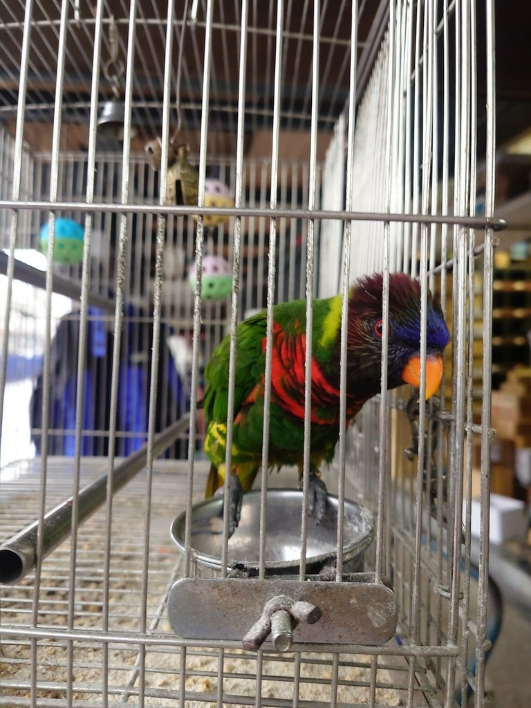 [分享]七彩鸚鵡