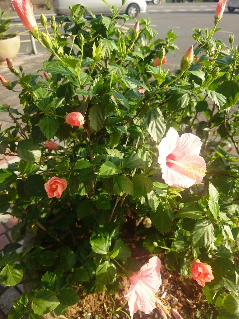 [分享]新店碧潭散心