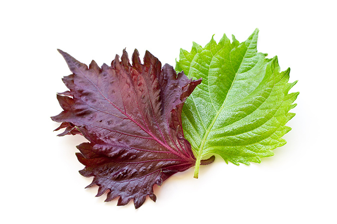 六堆客家人的生活智慧