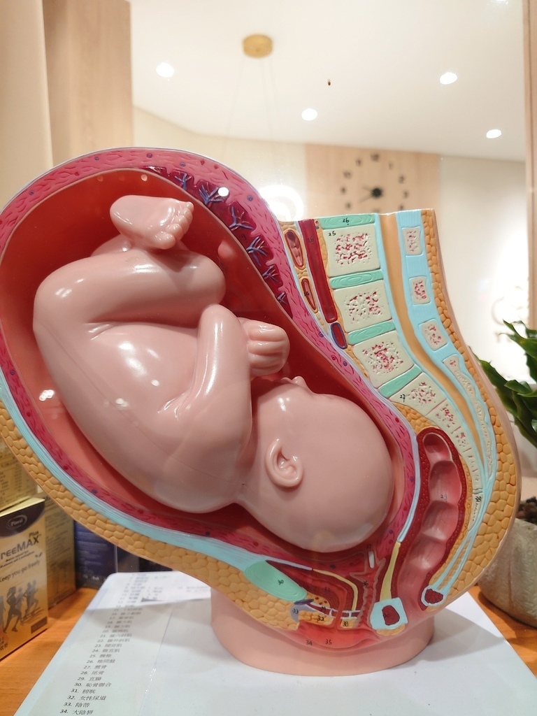 【孕期週數 vs 肚子變化對照表】