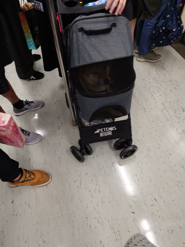 【PETDOS派多斯分離式寵物推車開箱】台北捷運實測！柴柴出