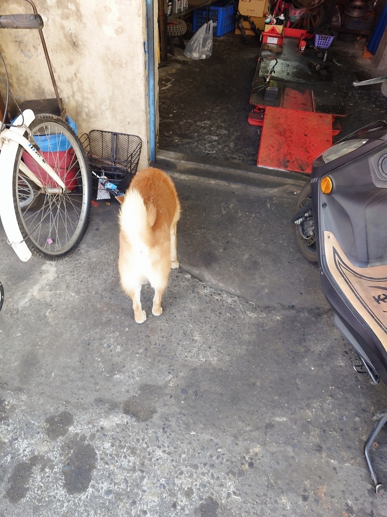 在農村養兩隻柴犬,是我人生最療癒的選擇 在農村養兩隻柴犬,是我人生最療癒的選擇