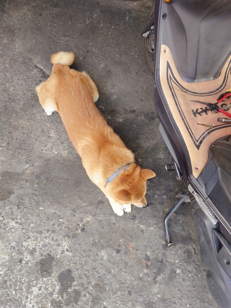 在農村養兩隻柴犬，是我人生最療癒的選擇