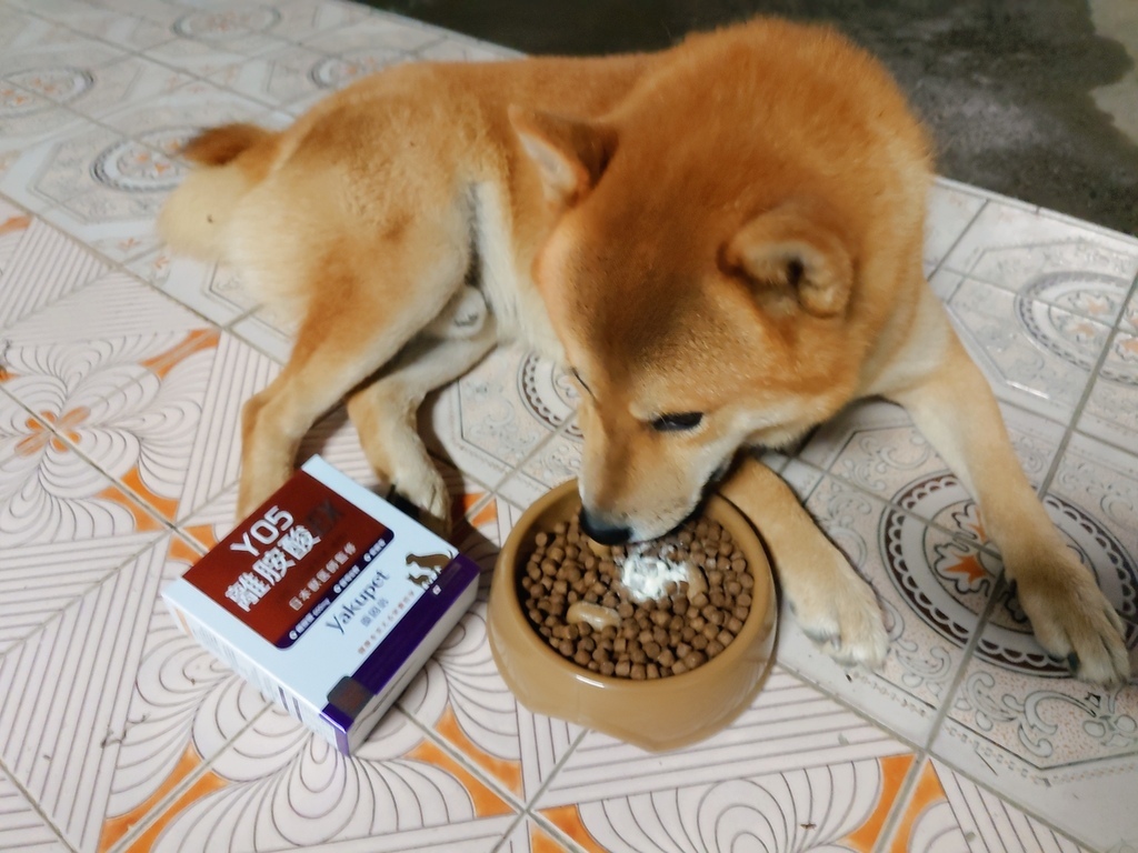 我家柴柴的日常保健品分享紫錐菊+益生菌+NMN 的全方位守