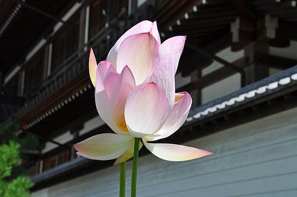 建長寺蓮花盆栽