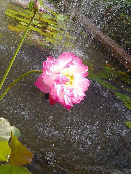 雲品水池蓮花.jpg