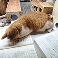 catcafe-3.jpg