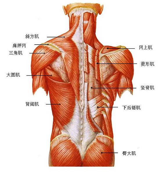 背部肌群