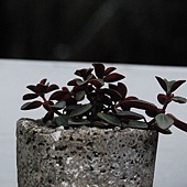 DSC_6466 DSC_6466