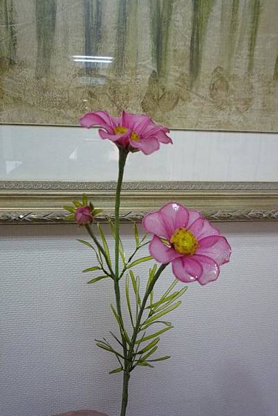 日本水晶花(玻斯菊)