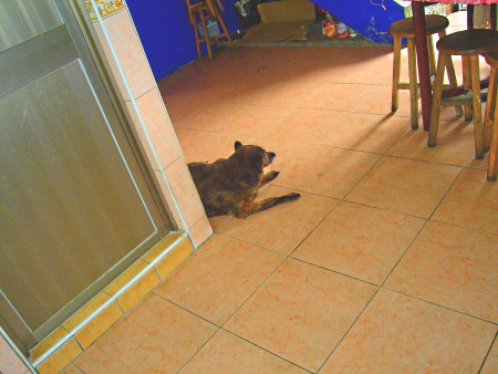 忠實守護廚房的愛犬