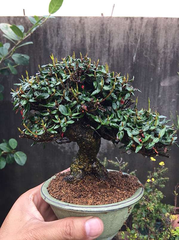 小品盆栽、縮緬葛、チリメンカズラ盆栽 【公式通販】