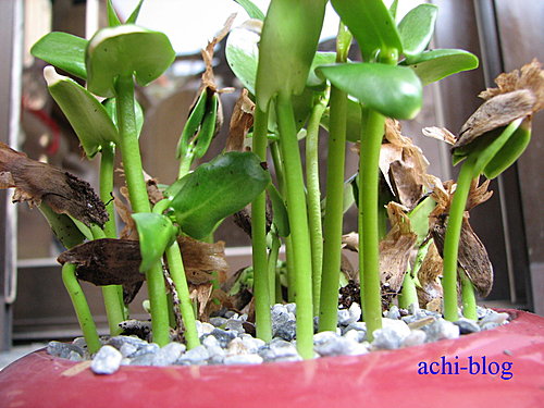 緬梔 雞蛋花 種子盆栽diy ㄚ啟的部落格 痞客邦