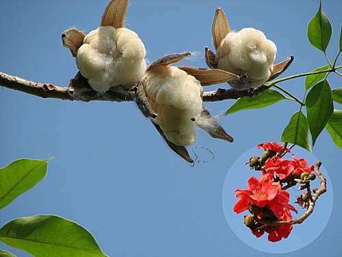 木棉種子盆栽 ㄚ啟的部落格 痞客邦