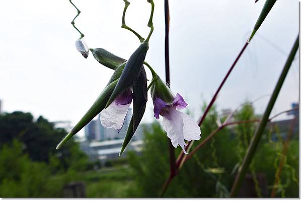 垂花水竹芋 (3).JPG