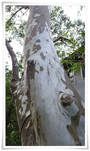 細葉桉 (3).JPG 細葉桉 (3).JPG