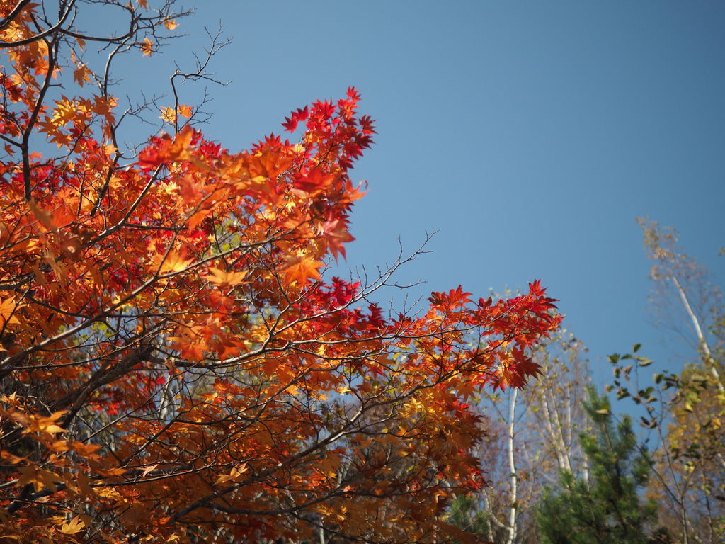 PA191104 拷貝.JPG PA191104 拷貝.JPG