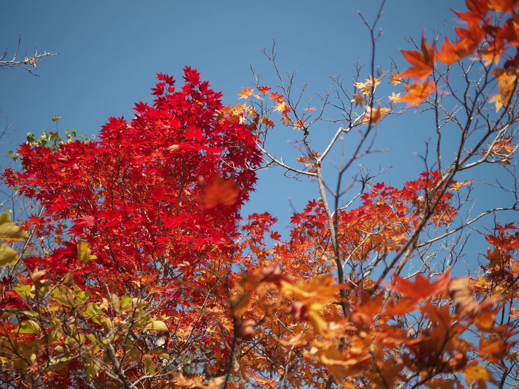 PA191115.JPG PA191115.JPG