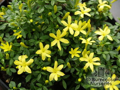 jasminum_parkeri_2386~1.jpg