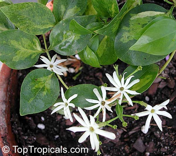 Jasminum simplicifolium.jpg